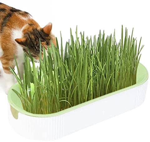 Tioheam Pflanzkasten-Set für Katzengras, Kauset Cat Grass Kitten Grass Hydroponic Cat Snacks, Haarballen-Entfernungs-Tierfutter-Verdauungs-Gras für Indoor-Kindergarten-Balkon-Terrasse