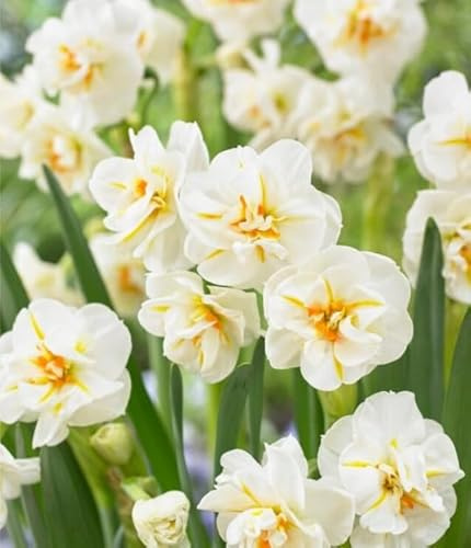 Sir Winston Churchill Daffodil Bulbs for Planting - Easy to Grow Perennial Flowers for Garden or Containers (10 Bulbs)