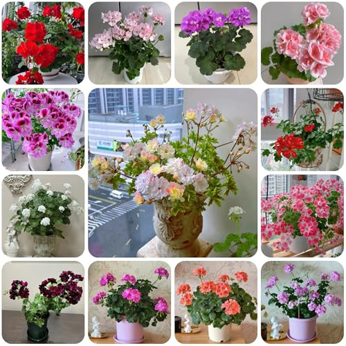 semi di geranio, selvatici da balcone geranio biologici aiuola resistenti primaverile, selvatici da giardino roccioso 300pcs
