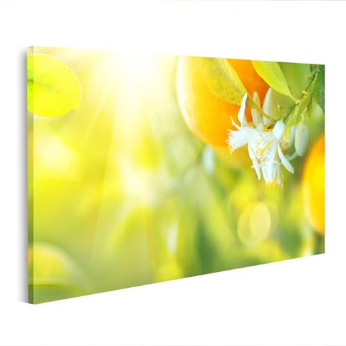 islandburner Bild auf Leinwand Blühender Orangen Oder Zitronenbaum Gesunde Bio Zitrone Oder Orange Im - Leinwand 100x57cm