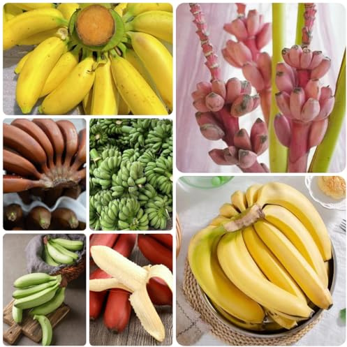 bananensamen bananenbaum gartenpflanzen winterhart mehrjährig bananen hecken sträucher deko wohnzimmer topfpflanzen draußen winterhart blühend hochbeet bonsaibaum baumsamen gartendeko 225samen