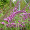 Buddleja davidii a fiore rosa, 2 piante con altezza 40/60 cm, vaso Ø16, Albero delle farfalle