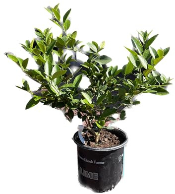 Árbol de Lima de Exterio Añade un Toque Tropical a tu Jardín con este Árbol Frutal Natural