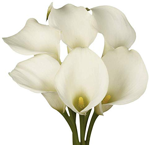 GlobalRose 30 White Mini Calla Lily Flowers – Hand-Picked Flowers Fresh Bouquet for Graduation, Anniversary, Birthday & Special Occasions