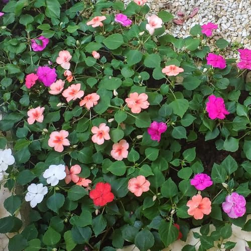 Busy Lizzie Safari Mix F2 Seeds – Classic, Much-Loved, Bedding & Container Plant – Half Hardy Perennial – for Your Beautiful Garden