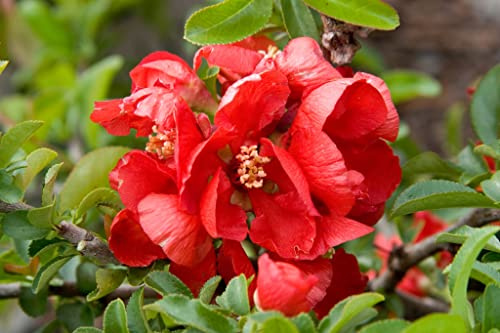 TriStar Plants - Spitfire Flowering Quince, 1 Gallon Trade Pot - Established Roots - Quince Bush - Chaenomeles - Live Plant - Bonsai - Indoor Plant - Quince Fruit