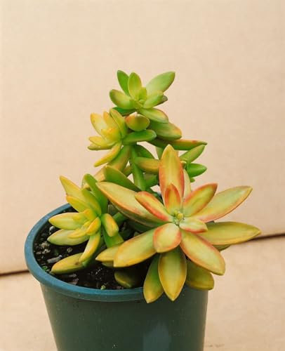 Sedum oreganum 9x9 cm Topf – Winterhart, Mehrjährig, Pflegeleicht – Oregon-Fetthenne – Bodendecker für Steingarten & Trockenbeet