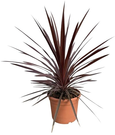 Cordyline australis Red Star - Lirio de maza (100 cm, maceta de 10 L, resistente al invierno, para interior y exterior)