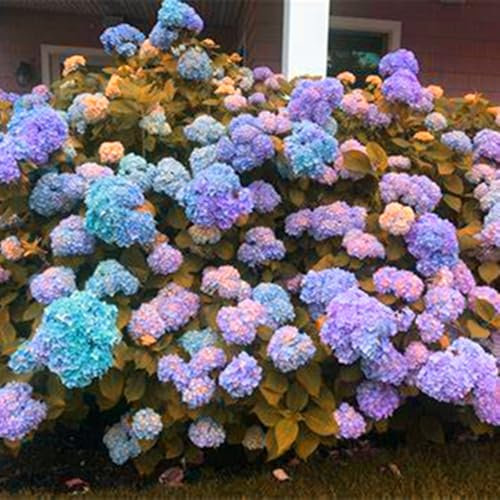 Excellent Display,Double Hydrangea Roots,Flowering Rhizome,Greening Flower,Easy to Plant, Natural Organic,Suitable-2 Bulbs-B