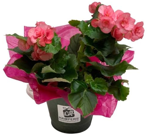 Begonia Elatior en Maceta – Planta Viva de Fácil Mantenimiento y Gran Valor Ornamental