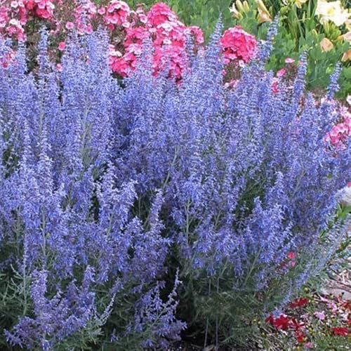Blauraute, geschenke für gärtner blumenwiese schmetterlingswiese blühende sträucher winterhart gartendeko für draußen wildblumensamen exotische balkonpflanzen stauden winterhart 250Samen
