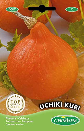 Germisem graines Potimarron Uchiki Kuri EC4007 Multicolore