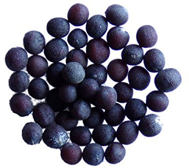 Moutarde Brune - 15 grammes - Brassica Juncea (Engrais Vert) SEM05