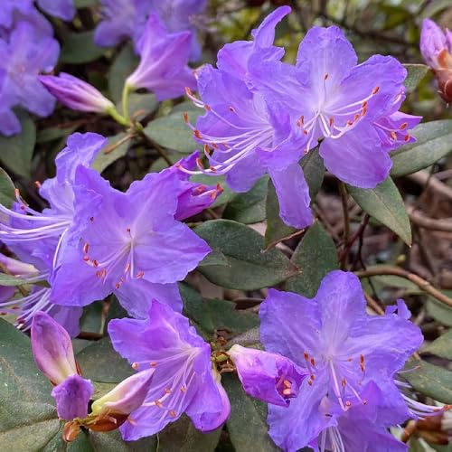 Semi di rododendro, giardino roccioso sono resistenti azalea resistenti, balconi decorazione 90pcs