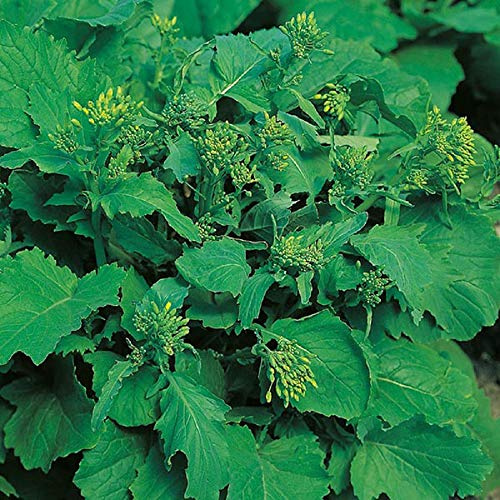 Broccoli Raab, Rapini Seeds - 100 Count Seed Pack - A Green Vegetable that Looks Like Broccoli but is More Closely Related to the Turnip. - Country Creek LLC