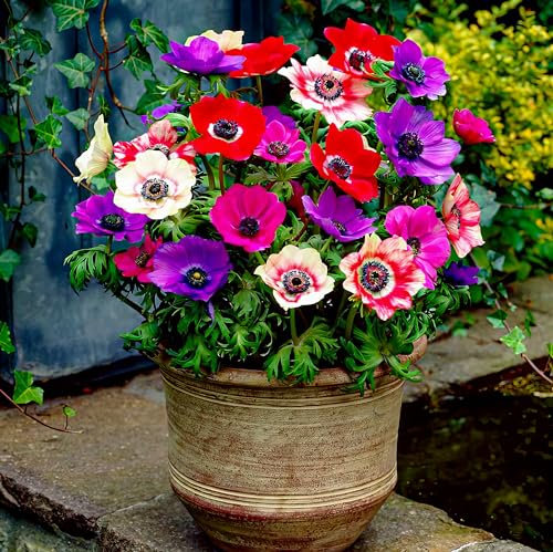 Bulbi Fiori Perenni da Esterno - 50 Anemoni Bulbi De Caen - Piante e Fiori Esclusivi dall'Olanda - per giardino, vasi e balcone (non semi, non artificiali)