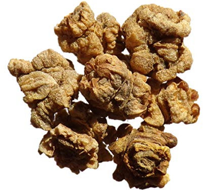 Betterave Fourragère Jaune de Vauriac - Beta Vulgaris - SEM20