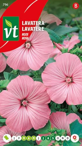 Lavatera, Malva Anual Rosa - semillas de flores