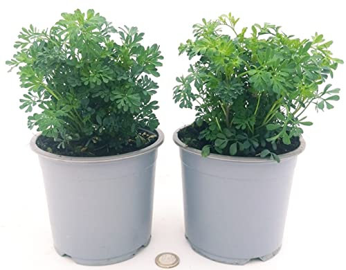 POWERS TO FLOWERS - RUTA BIO, 2 PIANTE, piante vere