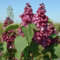 Lilas commun 'Mrs. Edward Harding' - Syringa vulgaris 'Mrs. Edward Harding' 40-60 C - 40-60 cm pot