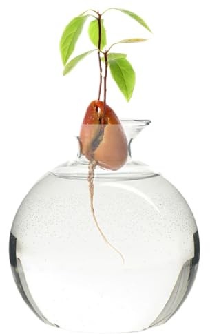 Avocado -Vase, klare hohe Borosilikat -Glas -Avocado -Saatgut -Starter -Vase, Wiederverwendbare runde Hydroponikvase, Universal Anbauvase für Pflanzen Innen im Freien im Freien 4, 7 x 3, 9 Avoc