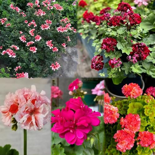 400 pezzi semi geranio - semi balcone, giardino giardino interno, balcone,