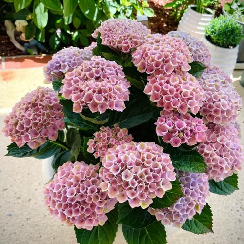 semillas de hortensia - perennes, jardín resistentes 150pcs