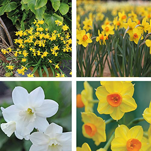 Narcissus Dwarf Collection Daffodil 4 Different Types of Narcissus Lovely Yellow Daffodils with Different Coloured Cups 120 Bulbs by Thompson and Morgan