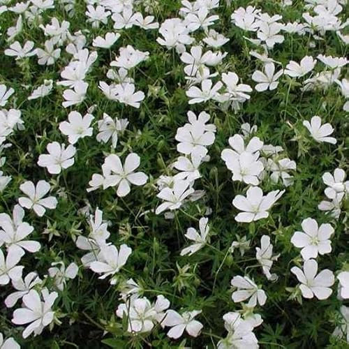 6x Géranium vivace sanguin 'Album' - Geranium sanguineum ‘Album’ - Godet 9x9cm