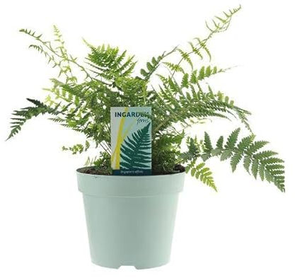 Dryopteris Affinis Fedata – Ø 17 cm – 40 cm