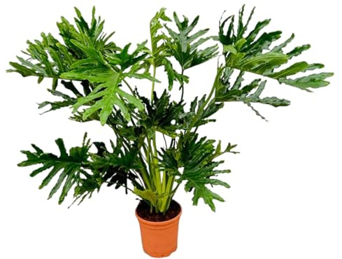 Exotenherz Philodendron Selloum – trädvän – luftrenande och lättskött – 24 cm kruka – ca. 100 cm hög