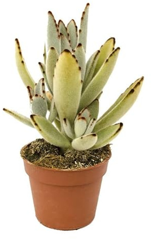 Calanchoe Peludo Planta Interior y Exterior Kalanchoe Tomentosa