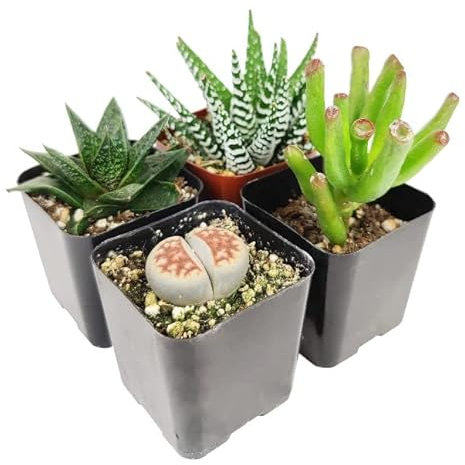 Mix de 4 Suculentas Mini Plantas Fáciles de Mantener tanto en Interior como en Exterior