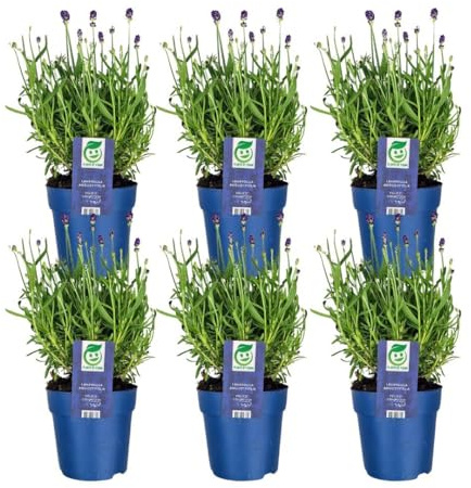 Plants by Frank Lavandula Angustifolia Felice®, 6 Stück, Ø 12 cm