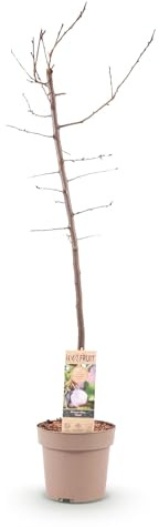 Plommonträd - Prunus domestica Opal - Gul röd frukt - Fruktväxt - 80-90cm - Ø21cm - Trädgårdsväxt
