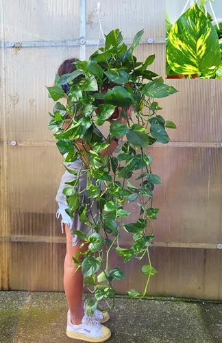 POWERS TO FLOWERS - POTOS EPIPREMNUM AUREUM BASKET XL, ESEMPLARI VASO 30CM DIAMETRO, pianta vera