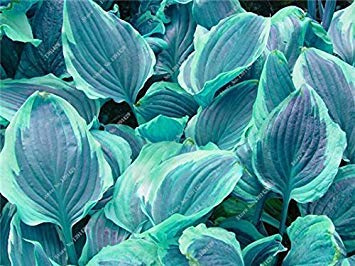 Exotische Hosta Pflanzensamen Vier Jahreszeiten Blume Perennial Gemischte Plantain-Lilien-Blumen-Bodendecke Blumensamen Gartenbedarf 50 pezzi 10