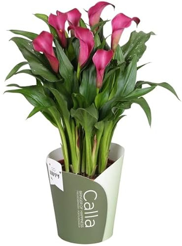 Lirio de agua Natural (Cala) Planta de Fácil Cuidado