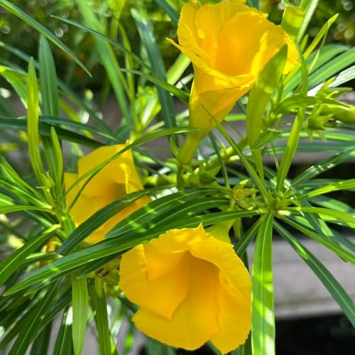 Semillas de adelfa, jardín de Adelfa Nerium, regalos sostenibles semillas de silvestres raras de exterior resistentes Decoración de jardín 12pcs