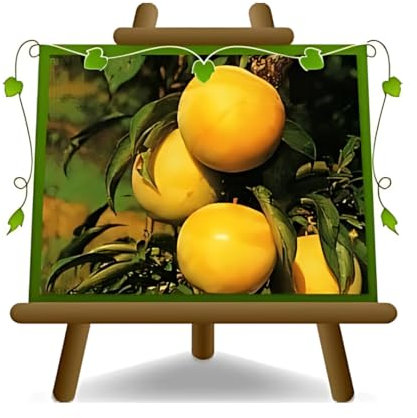 EURO PLANTS VIVAI Susino TC Sun Pianta da Frutto in Vaso 26 cm, Altezza 180-200 cm, Età 4 Anni