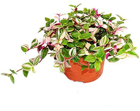 Exotenherz Exotenherz Dreimasterblume Tradescantia quadricolor pflegeleichte hängende Zimmerpflanze 12cm Topf
