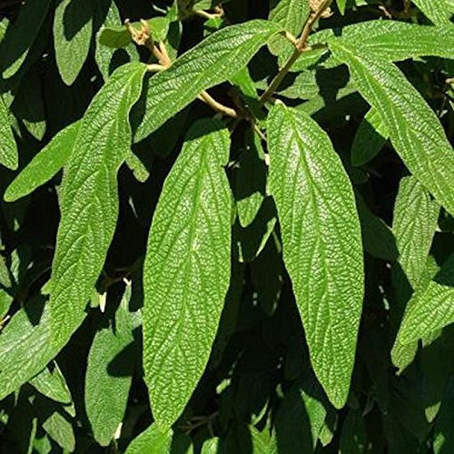 Immergrüner Zungen Schneeball Willowwood 40-60cm - Viburnum rhytidophyllum - lebende Gartenpflanze aus den Baumschulen