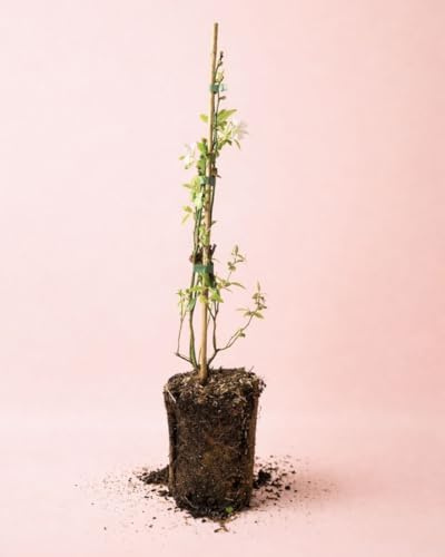 PUR PLANT Jazmín Común Aromático Natural | Jasminum Officinale | Planta con Flores Blanca Apta para Interior y Exterior | Maceta de Ø9 cm