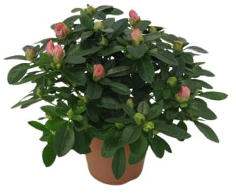 Azalea Planta Natural El Toque Perfecto para tu Decoración Planta con Flores