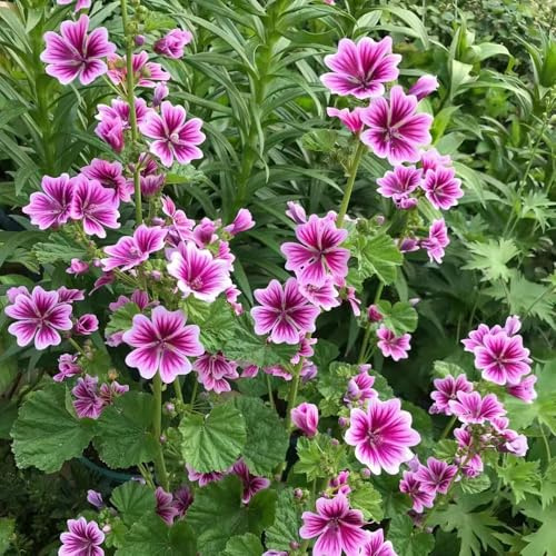 semillas de malva perenne resistente del balcón resistentes para balcones de balcón resistentes semillas malva 250pcs