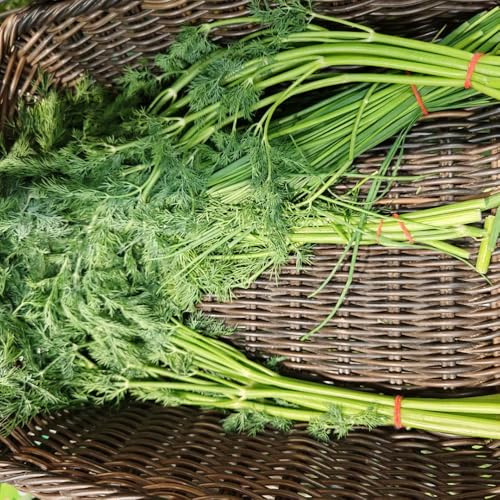 Semillas de eneldo, Balcón con lecho de Anethum graveolens, resistentes en resistentes para el jardín 100pcs