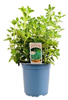 Orégano Natural Planta Aromática Perfecta como Condimento en la Cocina