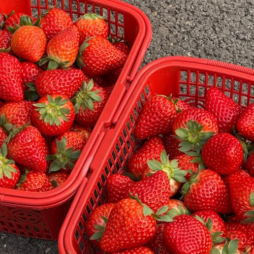 erdbeersamen mehrjährig winterhart, erdbeerensamen, obstsamen hängend hochbeet für balkon garten bio balkon exotische kübelpflanzen säulenobstbäume 250pcs