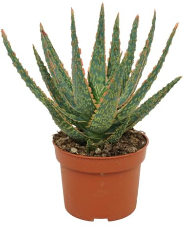 Aloe zebrina Danyz Aloe mit orange-roten Rändern 10,5cmTopf