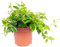 Peperomia Assortiment de poivrons nains, faciles d'entretien, hauteur : env. 12-15 cm, diamètre du pot : 10,5 cm